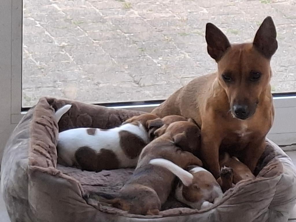 Jack Russel pups, Jack Russell Terriër, 8 tot 15 weken, Parvo, Meerdere