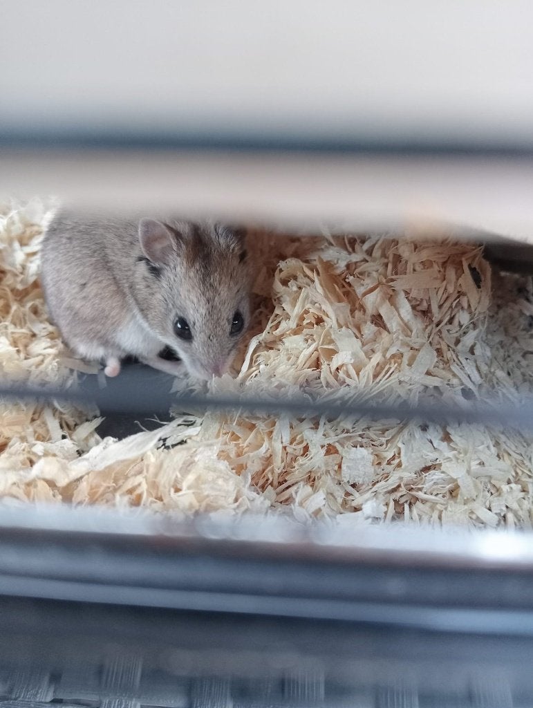 Hamster met kooi en voeding, Dieren en Toebehoren, Knaagdieren en Konijnen | Hokken en Kooien, Kooi, Minder dan 75 cm, Zo goed als nieuw