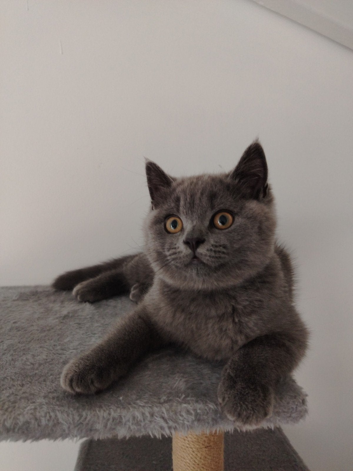 Britse Korthaar kitten, Kater