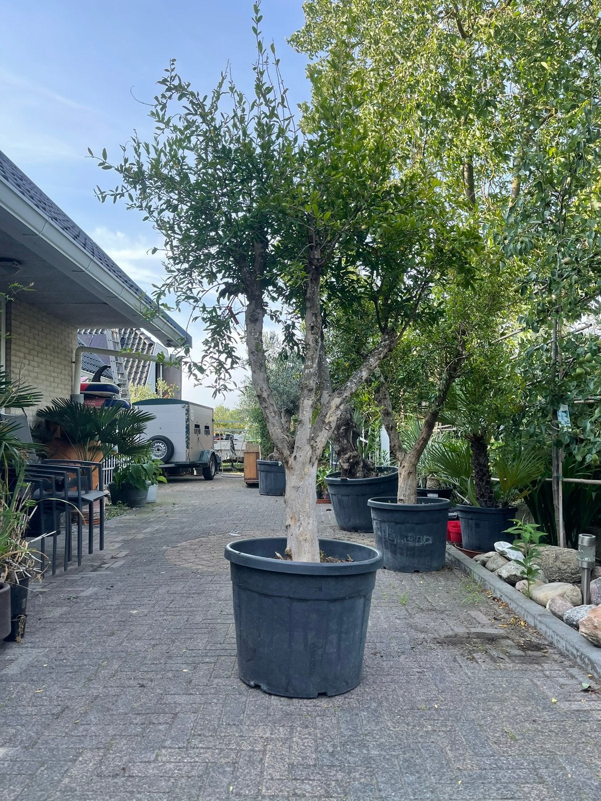 Meerarmige granaatappelbomen op stam (Punica granatum), Overige soorten, Volle zon, In pot, Ophalen of Verzenden