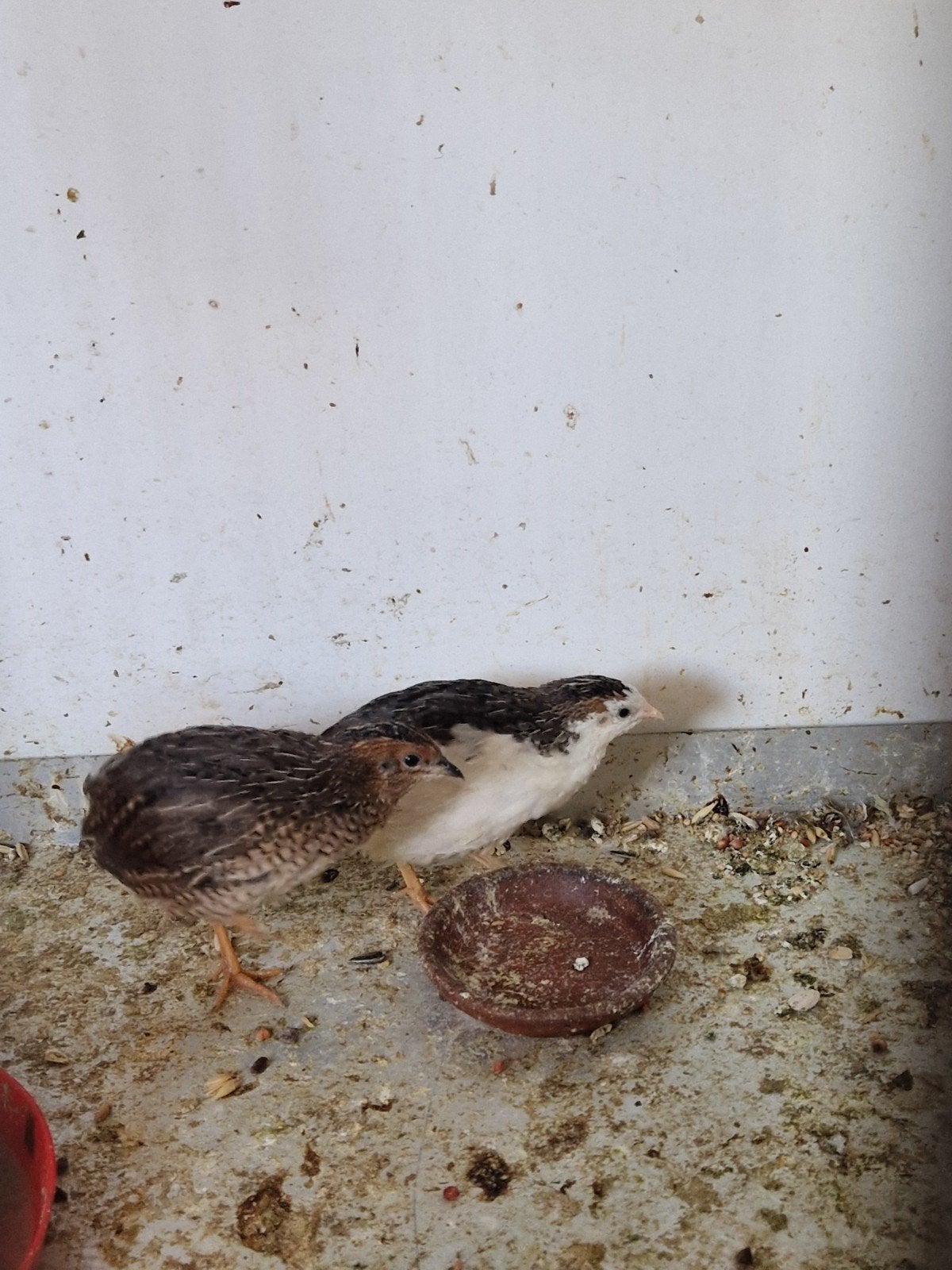 koppel chinese dwergkwartel (tuxedo man), Meerdere dieren