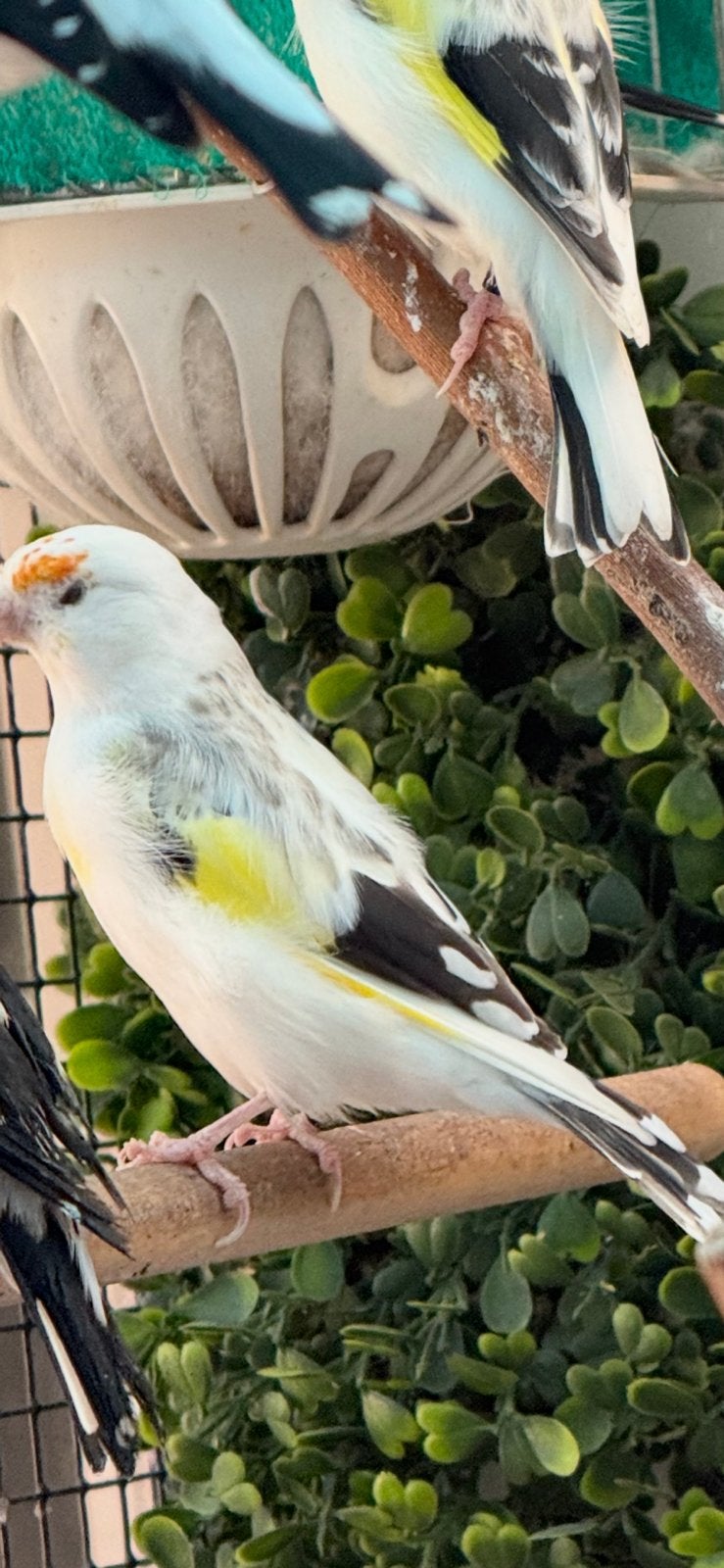 Majoor putters bond 2 koppels, Meerdere dieren