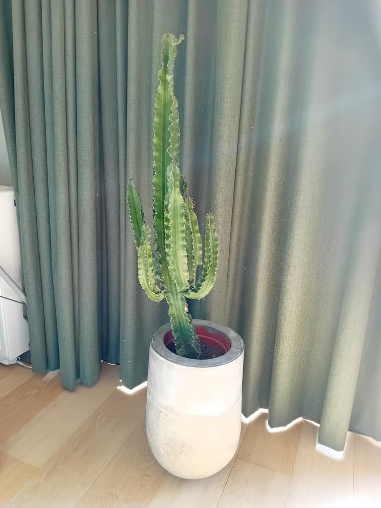 2 bloempotten inclusief of exclusief plant, Ophalen, Halfschaduw, Minder dan 100 cm