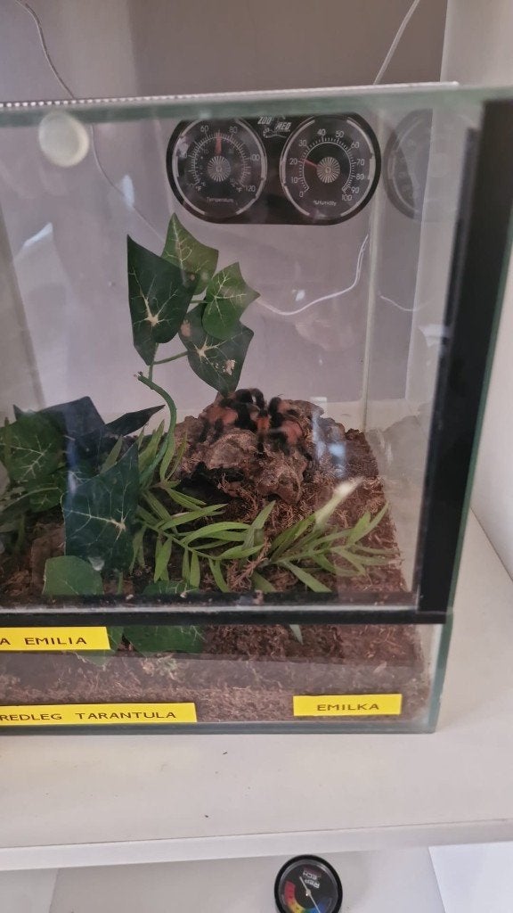 Tarantule, Spin of Schorpioen