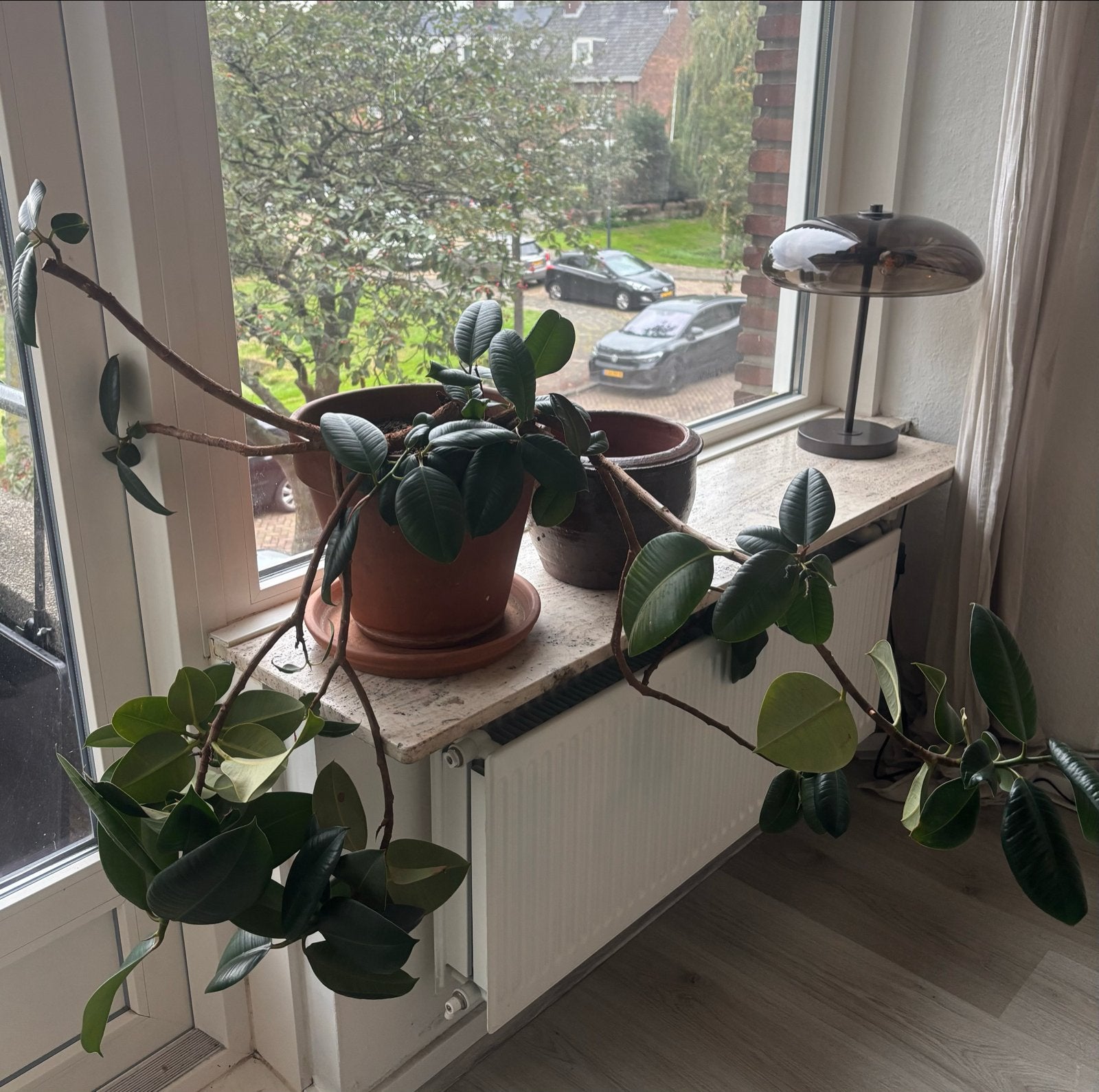 Grote kamerplant - Heeft wat liefde nodig, Huis en Inrichting, Ophalen, Ficus, 100 tot 150 cm, Halfschaduw