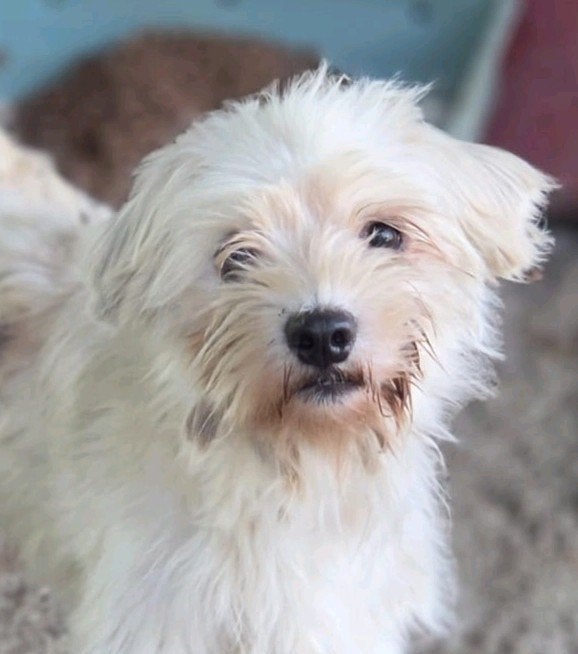 Xemm zoekt een baasje, 1 tot 2 jaar, Buitenland, Eén hond, Klein