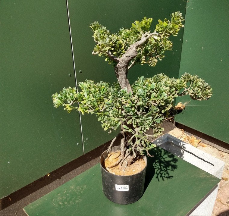 Kunstplanten., Overige soorten, Minder dan 100 cm, Zomer, Ophalen