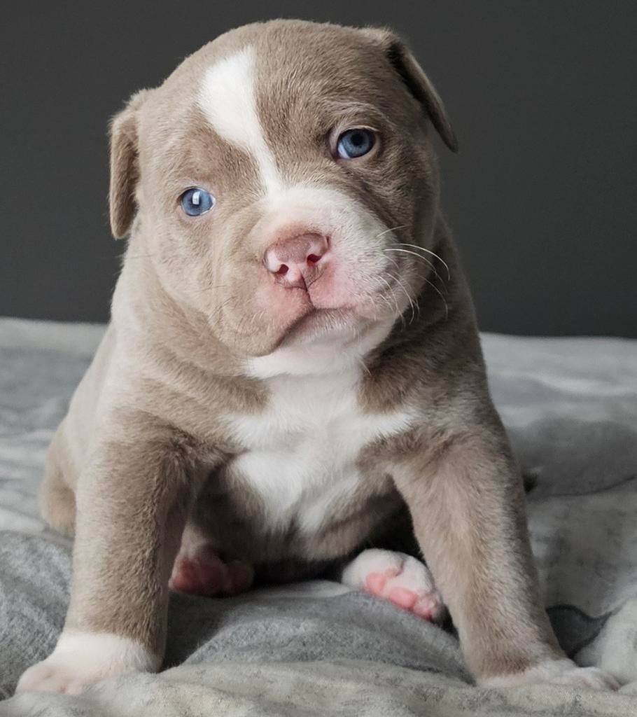 Prachtige Old English Bulldog pup reu, Dieren en Toebehoren, 8 tot 15 weken, Meerdere, Nederland, Particulier
