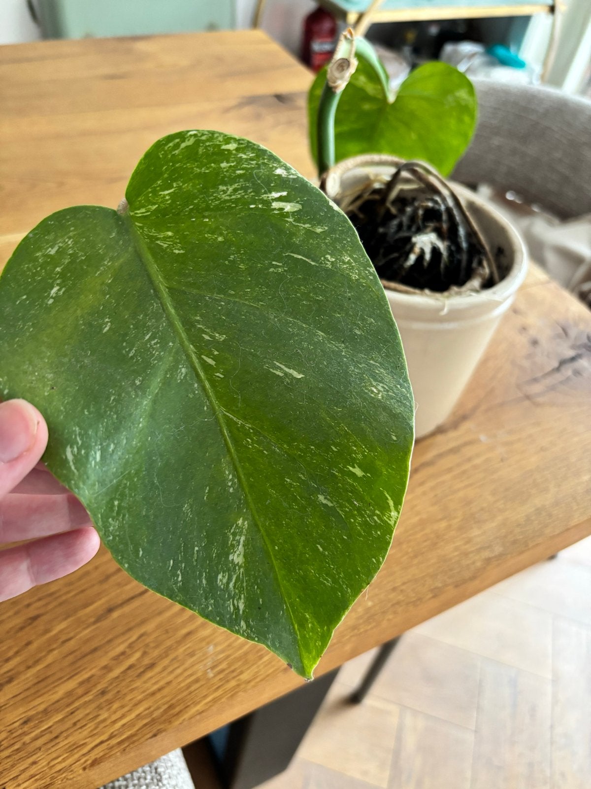Monstera Variegata, Ophalen, Overige soorten, Halfschaduw, In pot