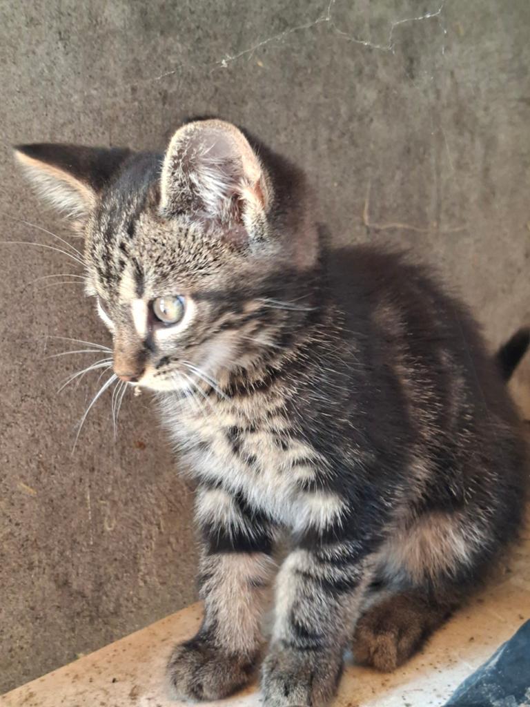 Boerderij  4 kittens tijgertjes, Dieren en Toebehoren, Meerdere dieren