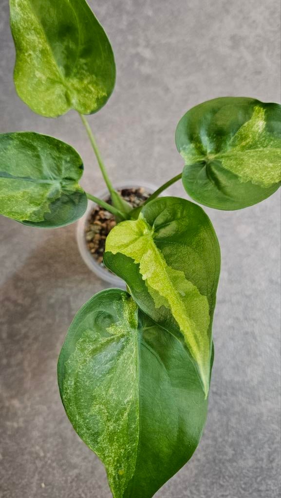 Alocasia Cucullata Aurea/Mint Variegata, Ophalen of Verzenden, Halfschaduw, Minder dan 100 cm