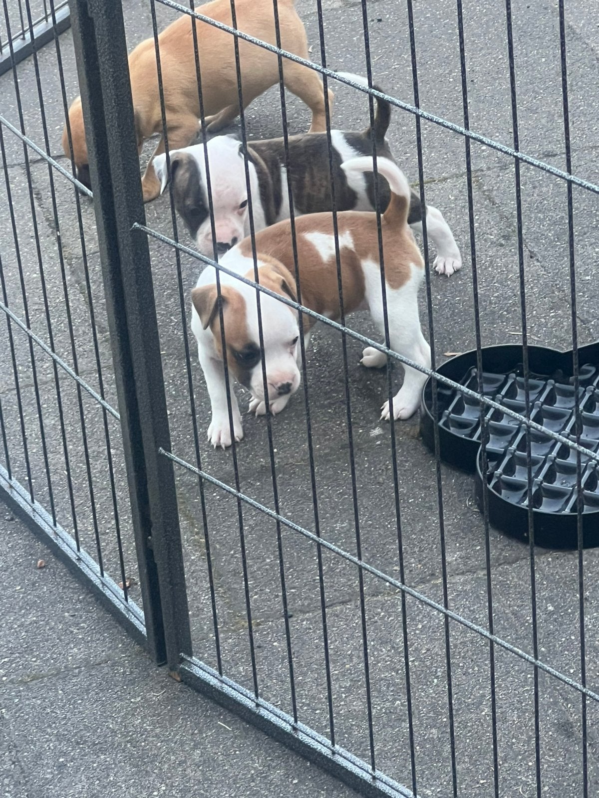 Staffordshire bull terrier pups, Parvo, België, Fokker | Hobbymatig, Overige rassen