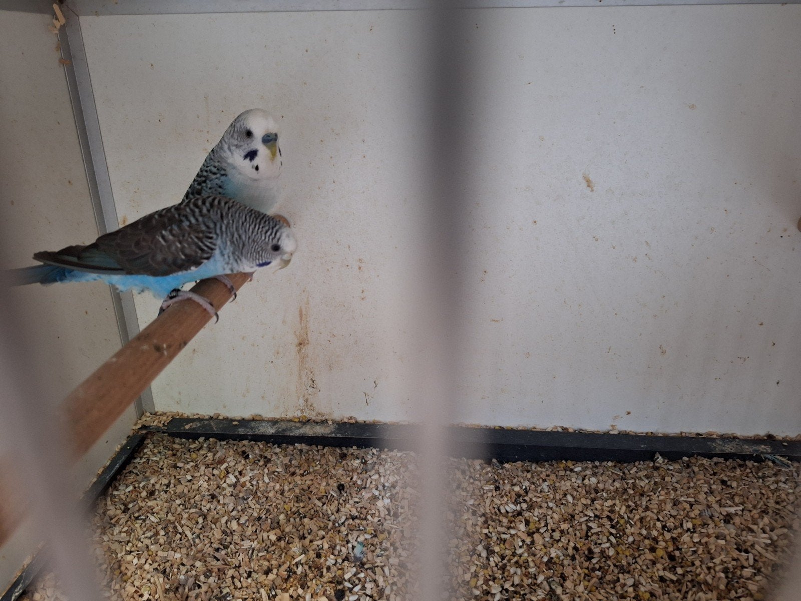 Blauwe blackwing parkieten, Dieren en Toebehoren, Meerdere dieren, Parkiet