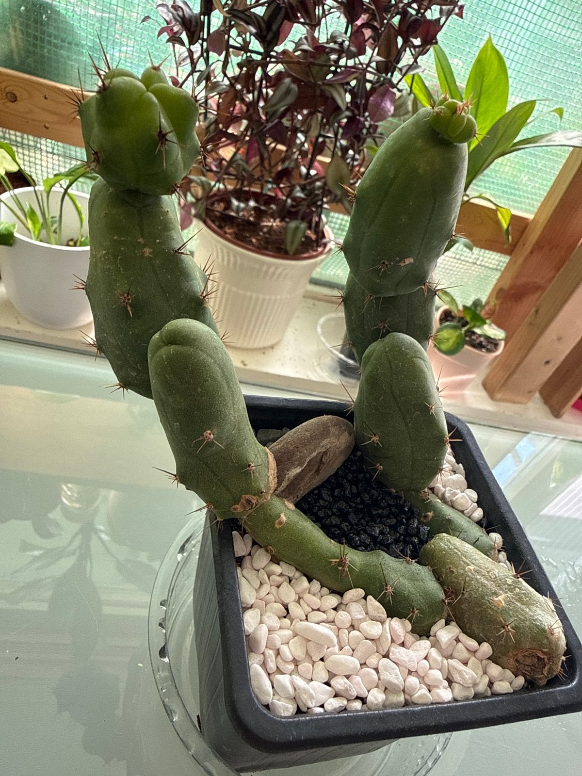 Unieke Peniscactus (Trichocereus bridgesii f. monstruosa), Volle zon, Vaste plant, Bloeit niet, Ophalen