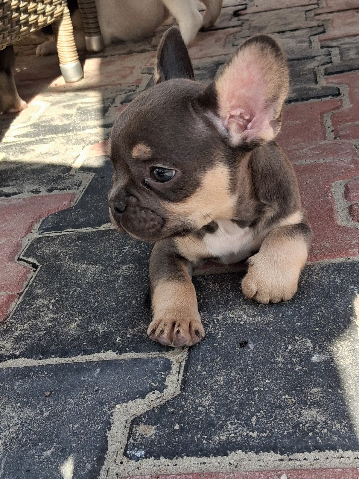 Mooie gezonde franse bulldog pups(7weekjes), Dieren en Toebehoren, Honden | Bulldogs, Pinschers en Molossers, Parvo, Nederland
