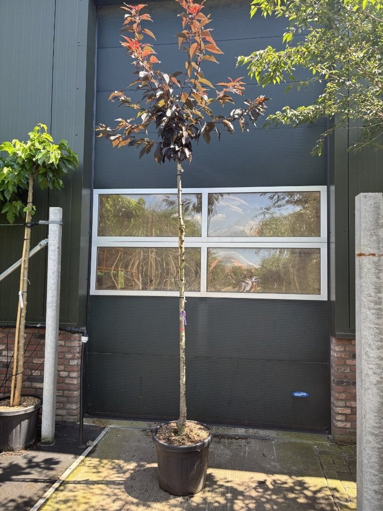 Prunus serrulata ‘Royal Burgundy’ vanaf €89,99 – ca. 220 cm, Tuin en Terras, Halfschaduw, Ophalen of Verzenden, Lente, 100 tot 250 cm