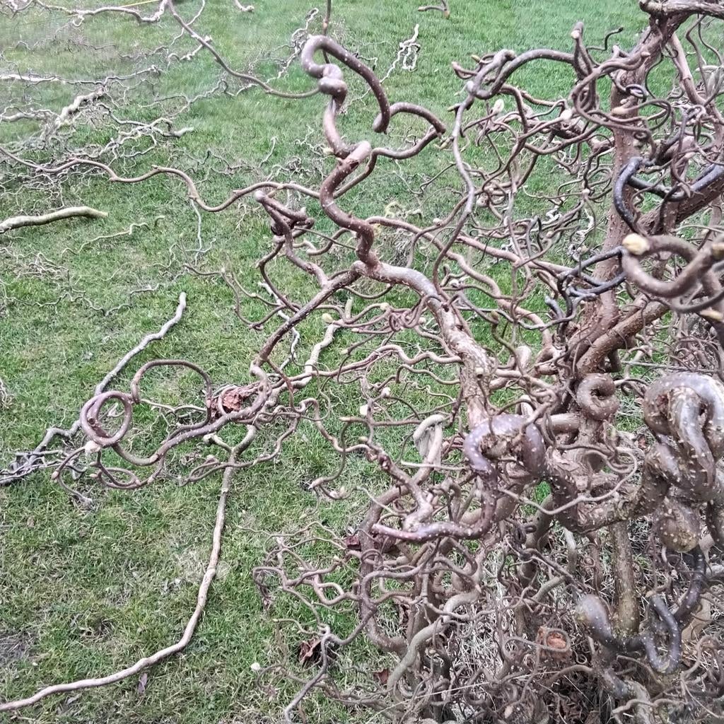 Paastakken corylus takken voor in de voliere tot 2.30 meter, Ophalen, Overige soorten