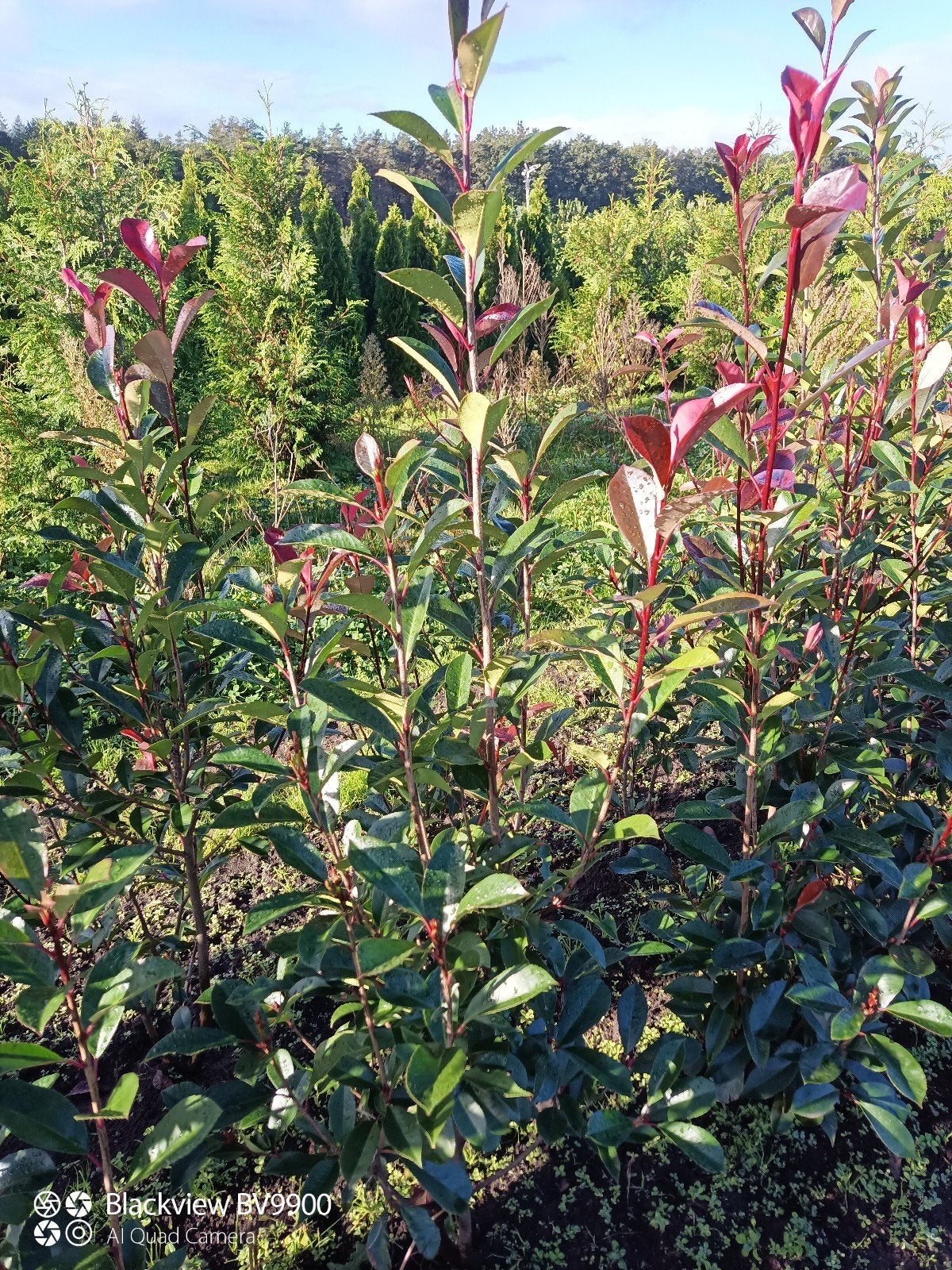 glansmispel photinia Red Robin struiken 60 tot 160cm planten, Ophalen of Verzenden, Overige soorten, Struik, 100 tot 250 cm