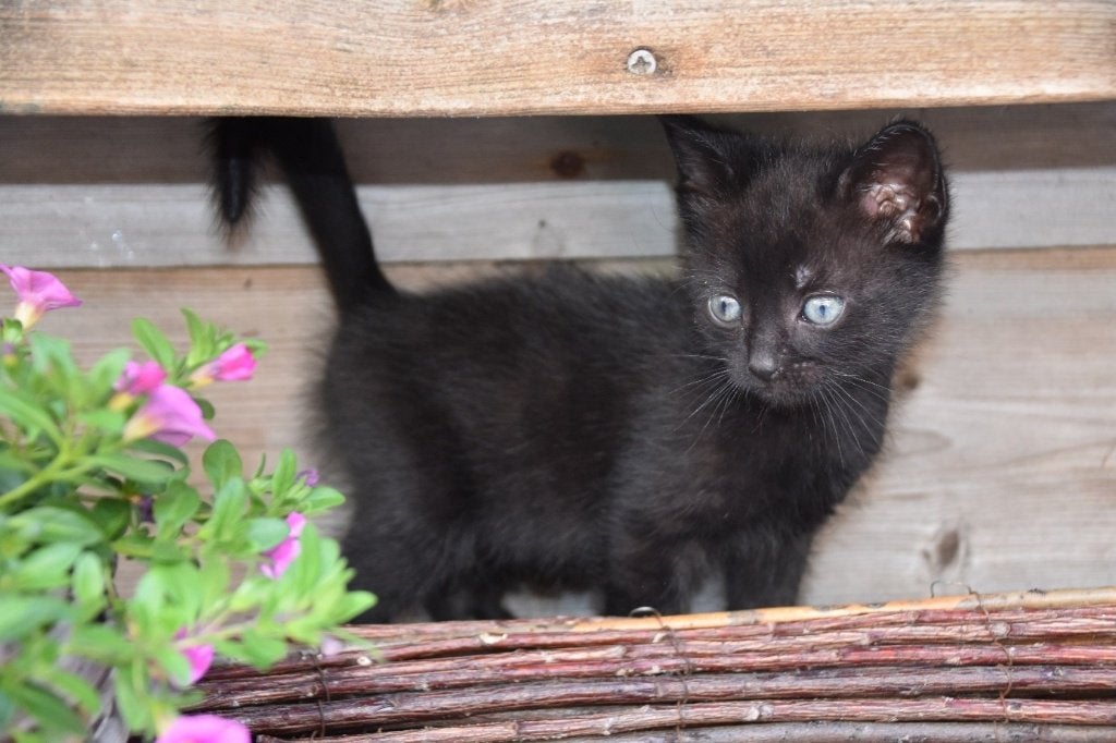 4 super lieve & speelse kittens te koop! (Nog 2 beschikbaar), Meerdere dieren, Kortharig, 0 tot 2 jaar