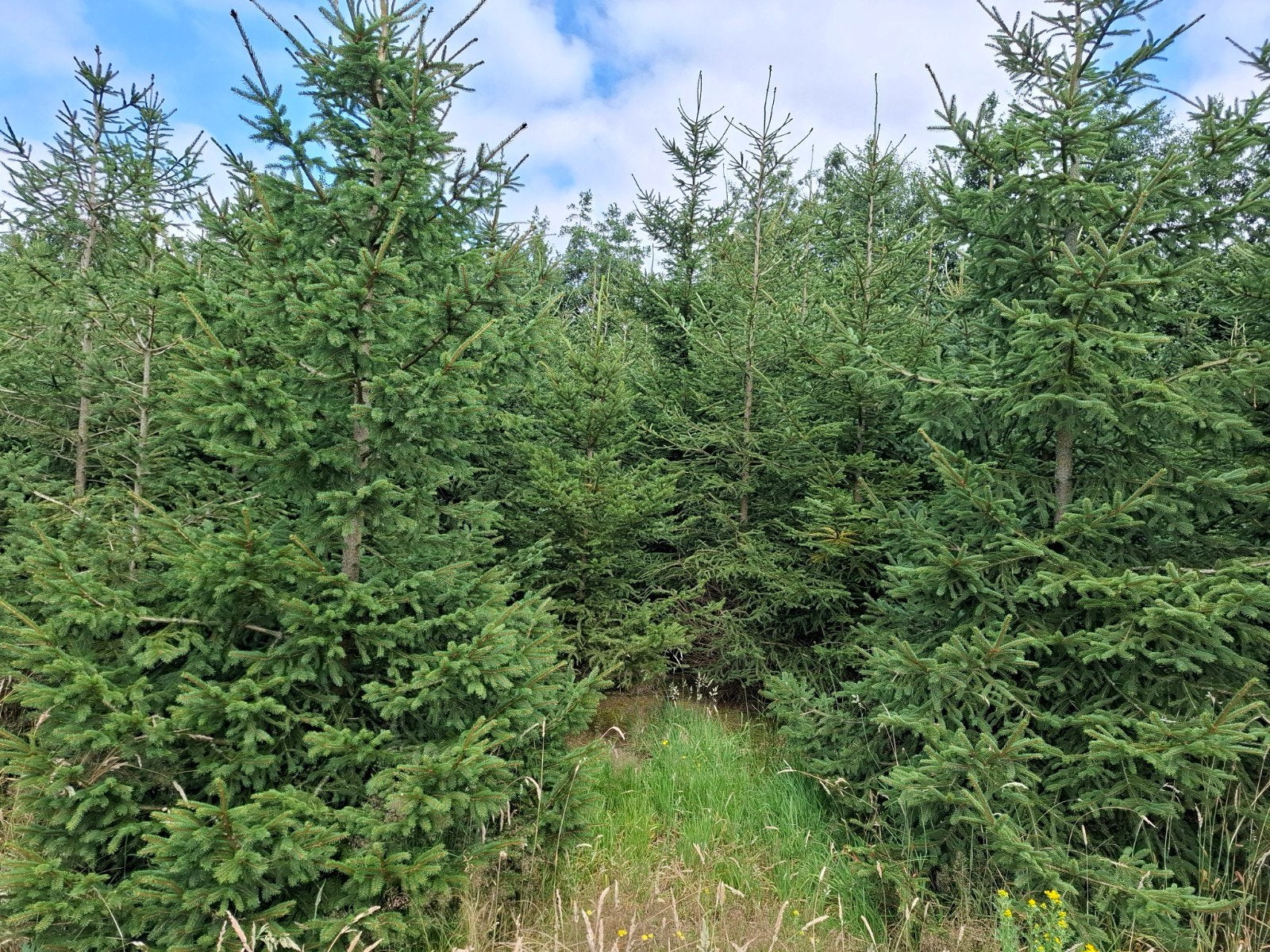 Kerstbomen, Ophalen, Overige soorten, Minder dan 100 cm