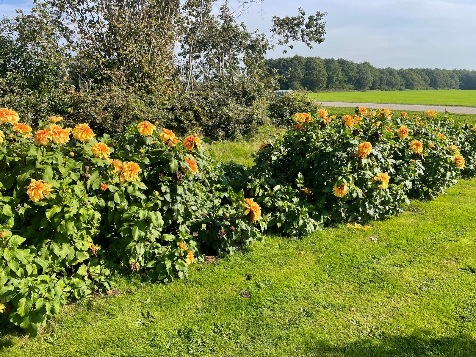 Grote Goudgele Dahlia’s, Ophalen, Gebruikt