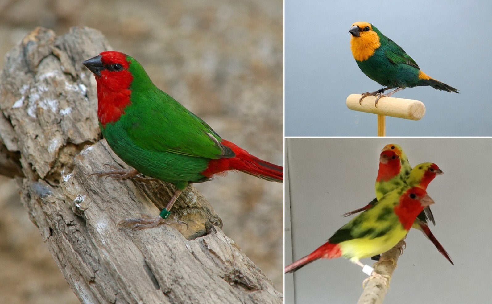Gezocht: koppel roodkop en/of forbes papegaai amadines., Dieren en Toebehoren, Vogels | Overige Vogels, Meerdere dieren