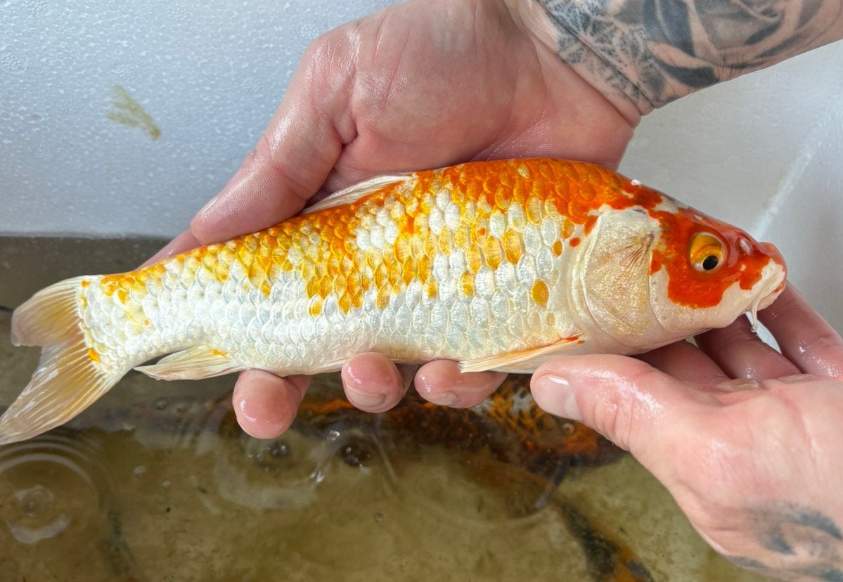 2 prachtige kois van 23 cm samen 50€, Dieren en Toebehoren, Vissen | Vijvervissen, Karper of Koi