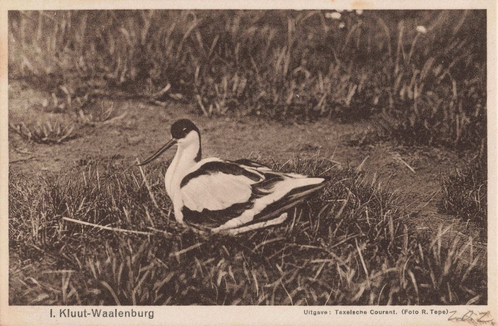 Texel Waalenburg Kluut AF1113, Verzamelen, Ophalen, 1920 tot 1940, Ongelopen, Waddeneilanden