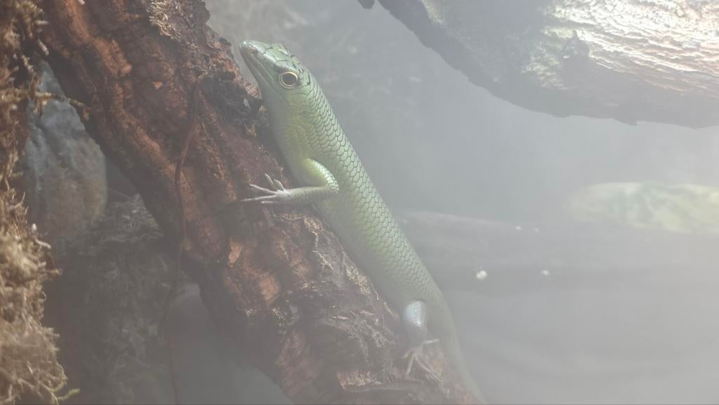 Smaragdskink - Lamprolepis Smaragdina, Hagedis, Tam, 0 tot 2 jaar