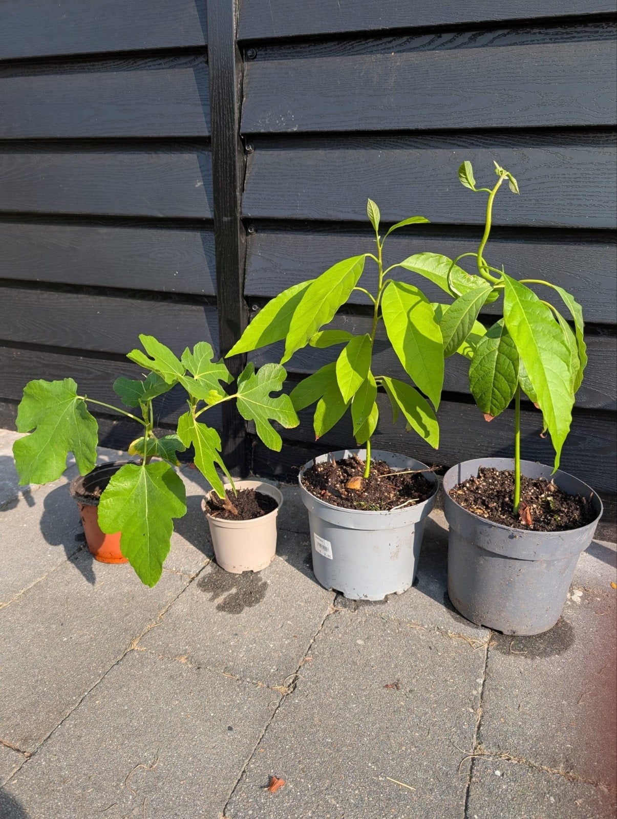 vijgenboom en avocadoboom plant, stek, Verzenden, Minder dan 100 cm, Volle zon, Vijgenboom