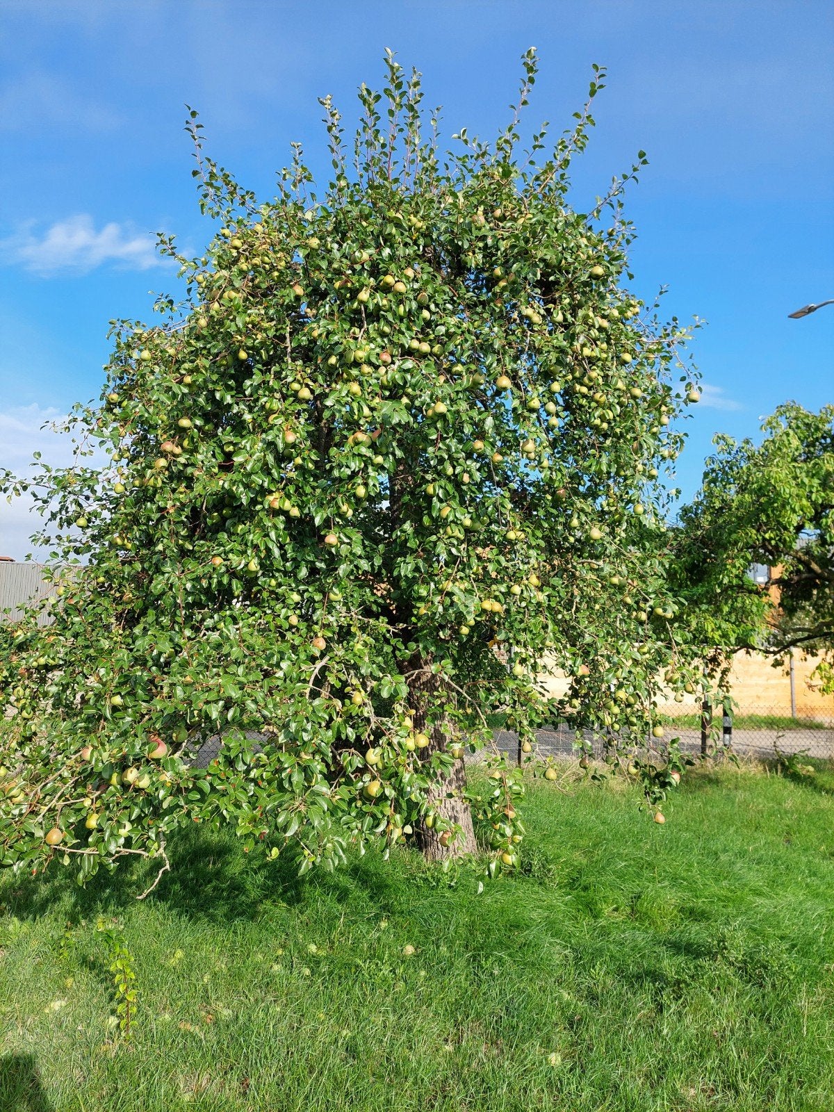 Saint Remy stoofperen/stoofperen, Diversen, Levensmiddelen, Ophalen