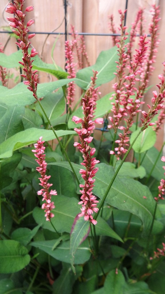 Mooie Planten en Leuke Zaden te koop voor 4 euro, Tuin en Terras, Ophalen of Verzenden, Eenjarig, Overige soorten, Volle zon