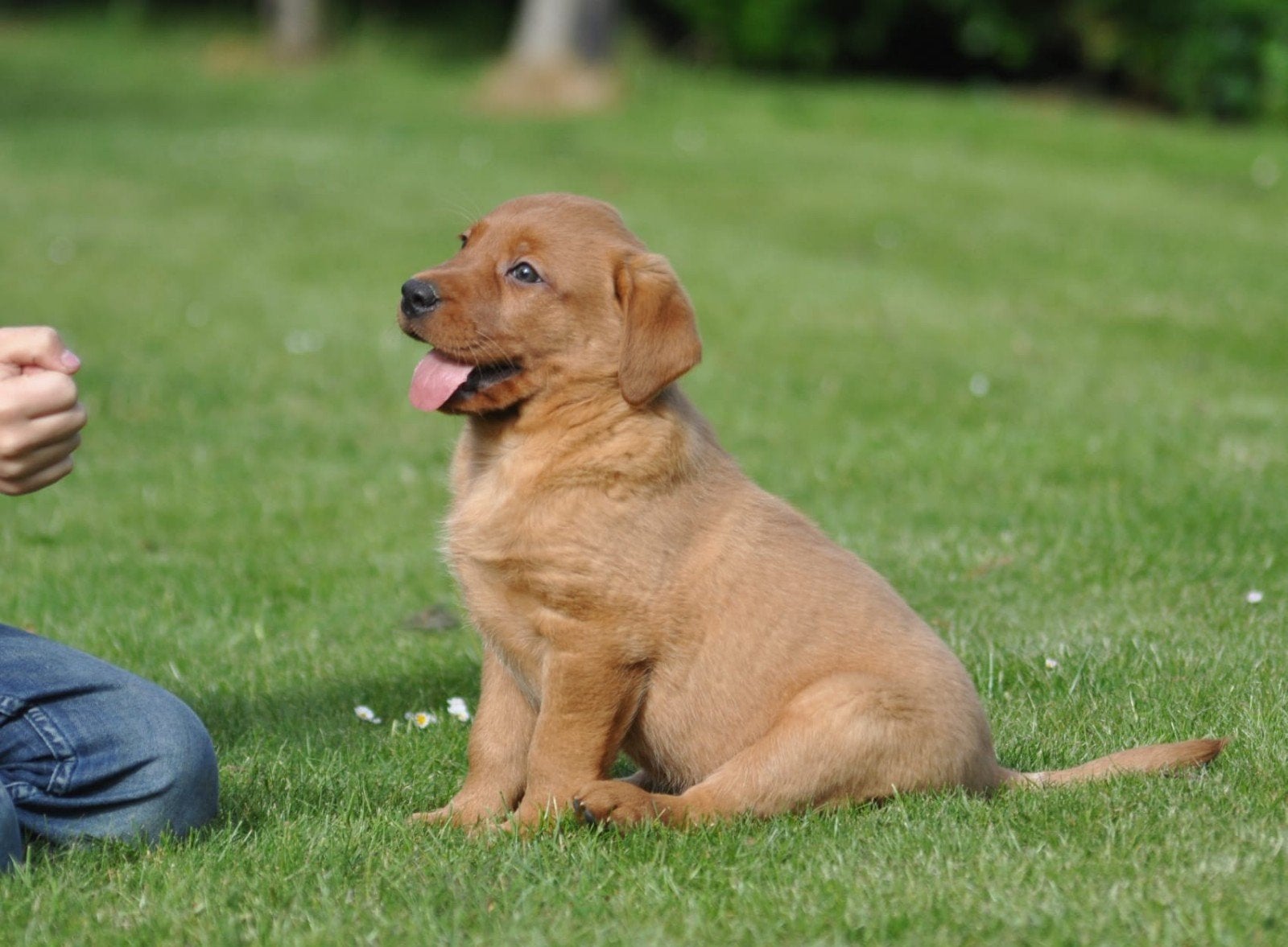 Prachtige redfox labrador pups uit geteste ouders., Parvo, Reu, 8 tot 15 weken, Labrador retriever
