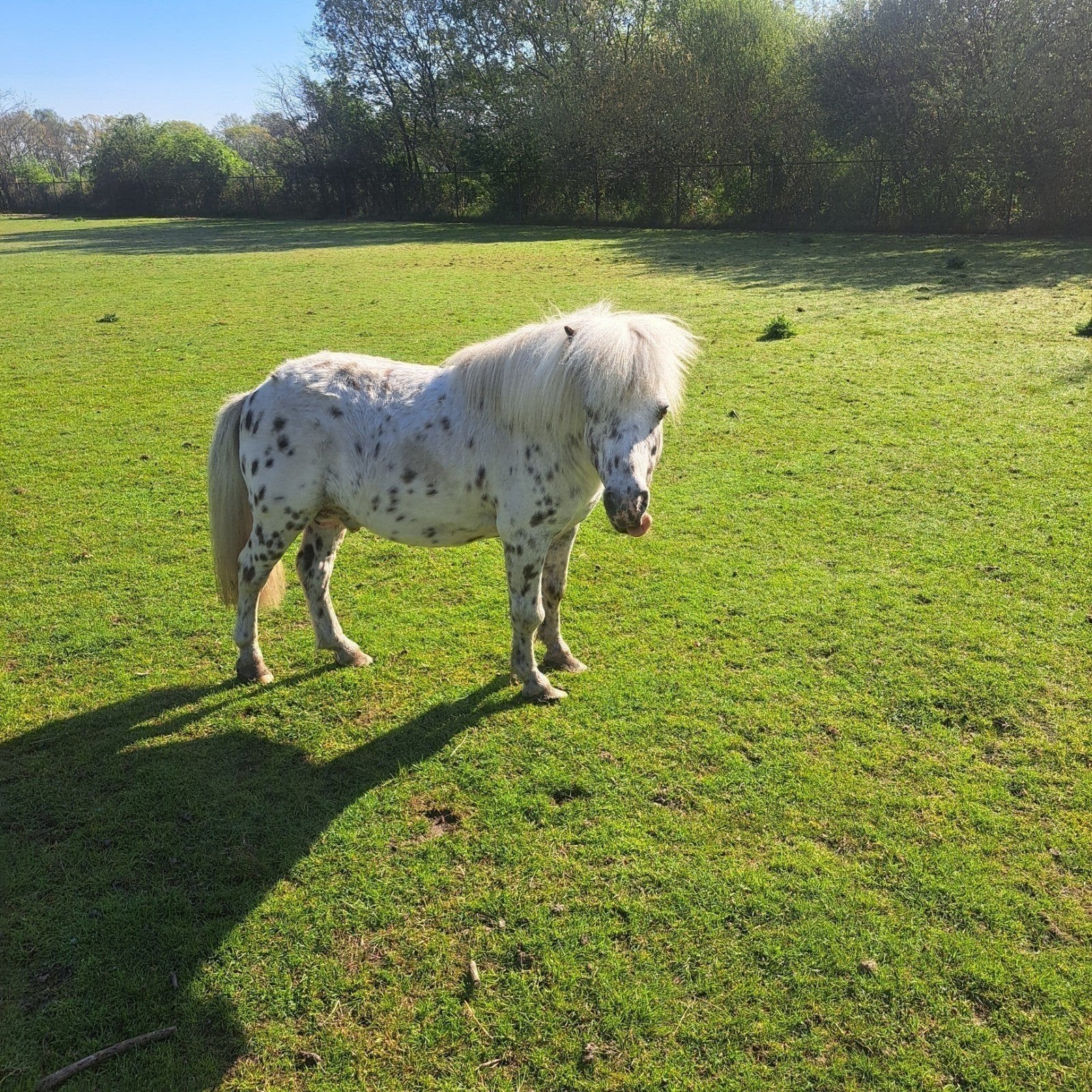 falabella te koop, Dieren en Toebehoren, Paarden, Hengst, Minder dan 160 cm, Met stamboom, 11 jaar of ouder