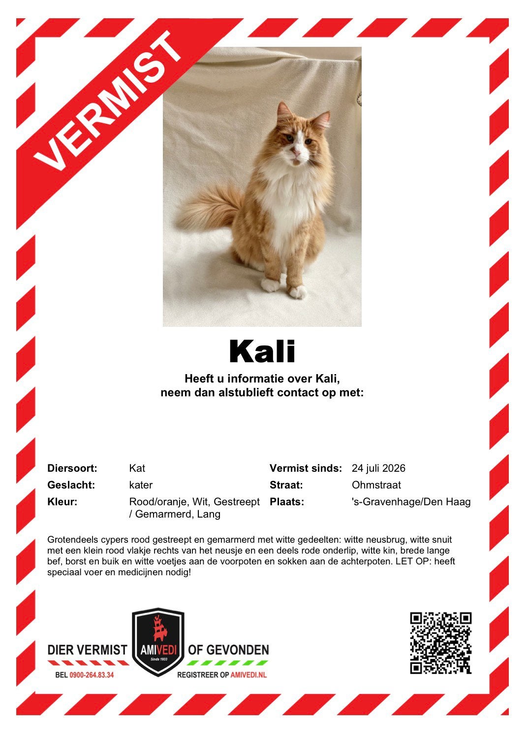 VERMIST rode kat langharig rood wit poes boskat maincoon, Kat