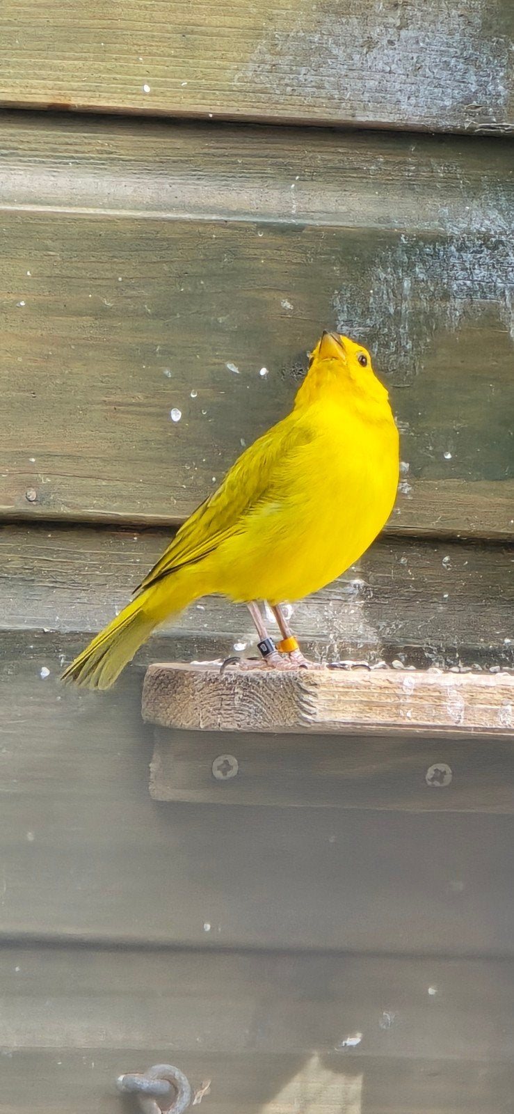1-1 saffraanvink groot (sicalis flaveola), Dieren en Toebehoren, Vogels | Overige Vogels, Meerdere dieren, Tropenvogel, Geringd