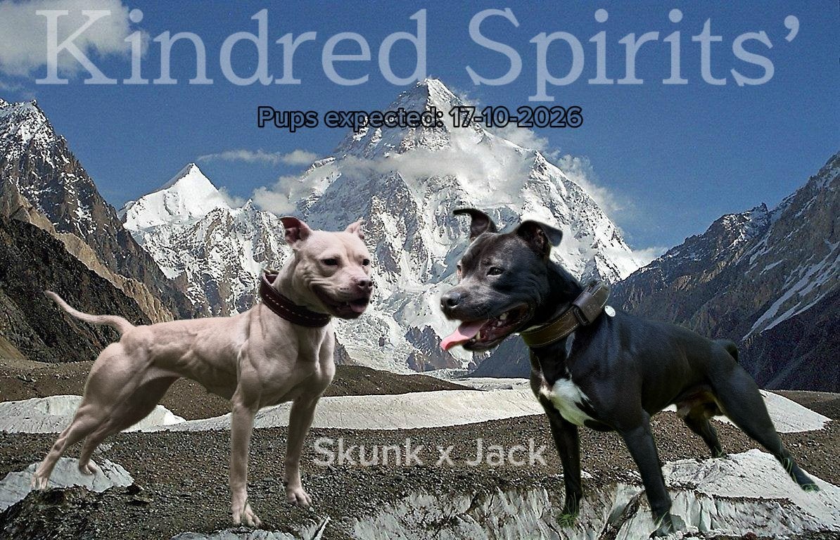 Pitbull puppies verwacht mid Oktober, Dieren en Toebehoren, 8 tot 15 weken, Meerdere, Meerdere dieren, CDV (hondenziekte)