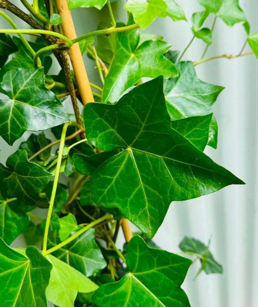 Hedera Hibernica AANBIEDING 200++cm €4,00!!!!!, Ophalen, Overige soorten, Haag, 100 tot 250 cm