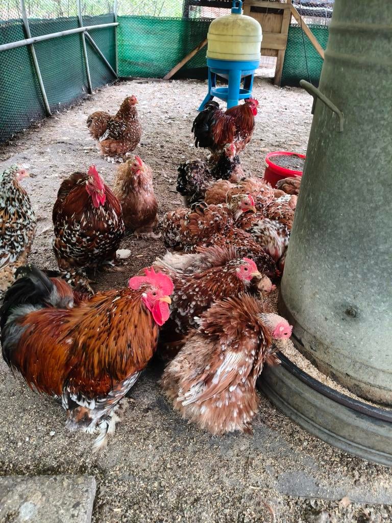 Jonge Cochin kriel hennen roodporselein, Dieren en Toebehoren, Pluimvee, Kip, Vrouwelijk