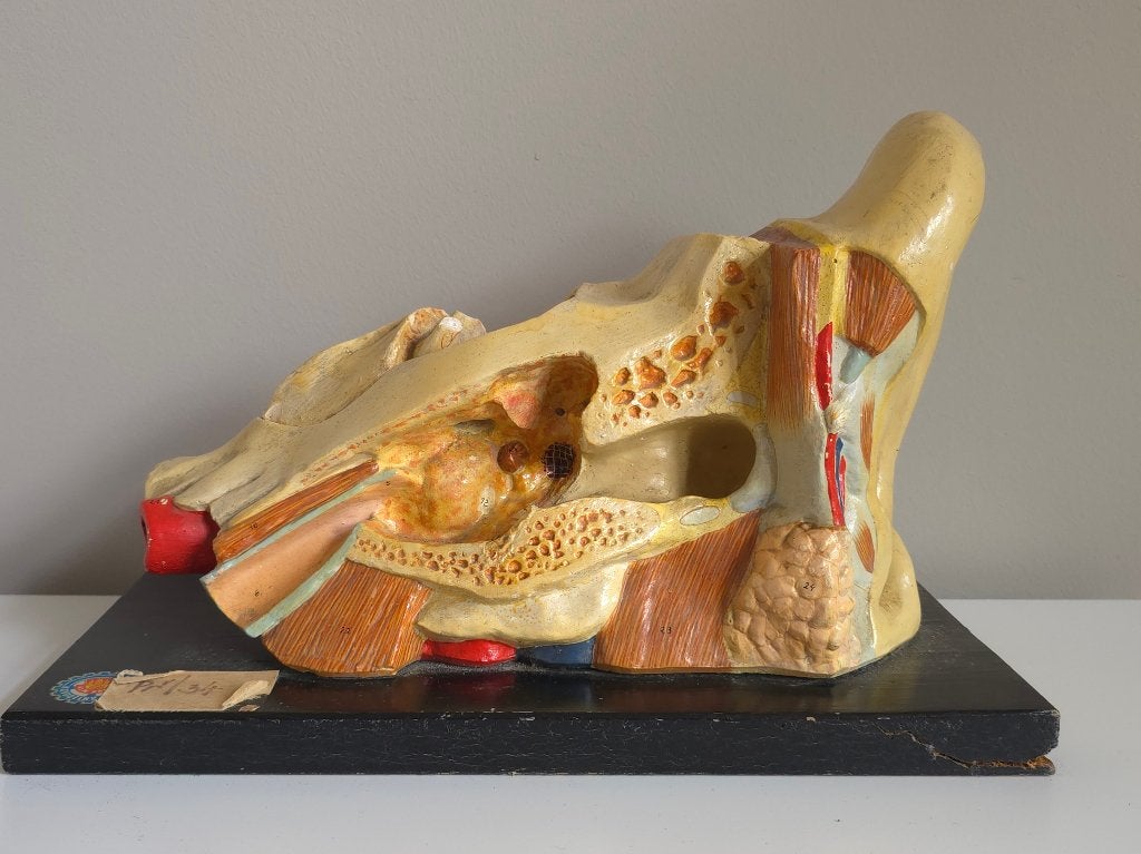 Anatomisch Model Oor — Gips — Kovodělný Praha 1950, Ophalen of Verzenden