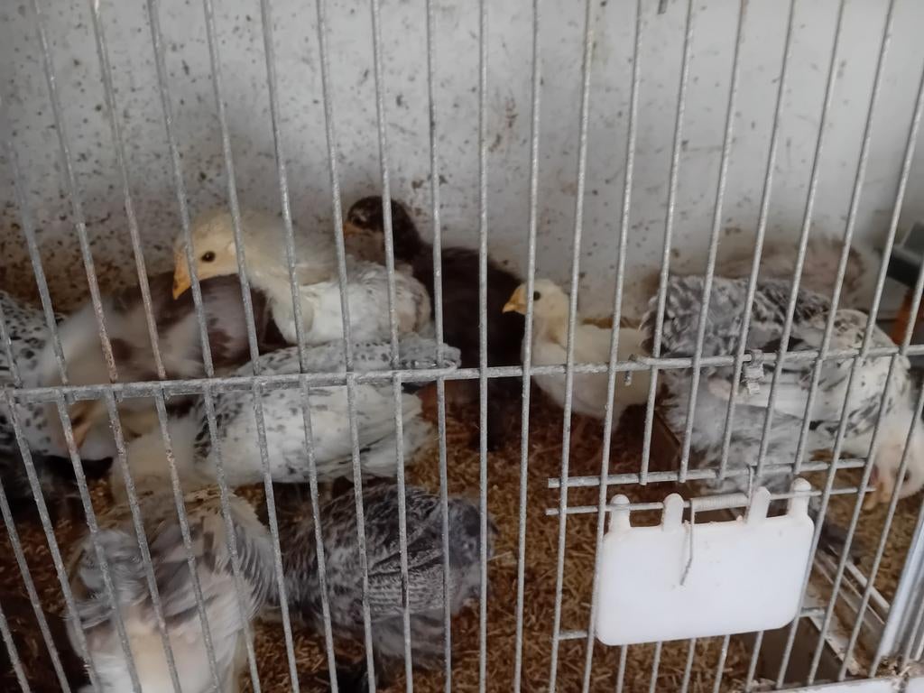 Kuikens, Dieren en Toebehoren, Pluimvee, Geslacht onbekend, Kip