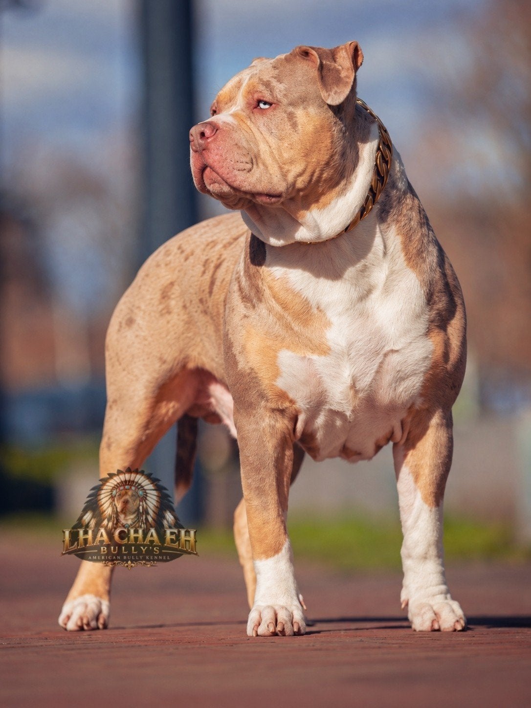 American Bully xl Dekreu *Ervaren *ABKC *Getest, Dieren en Toebehoren, Eén hond, 3 tot 5 jaar, Nederland, Particulier