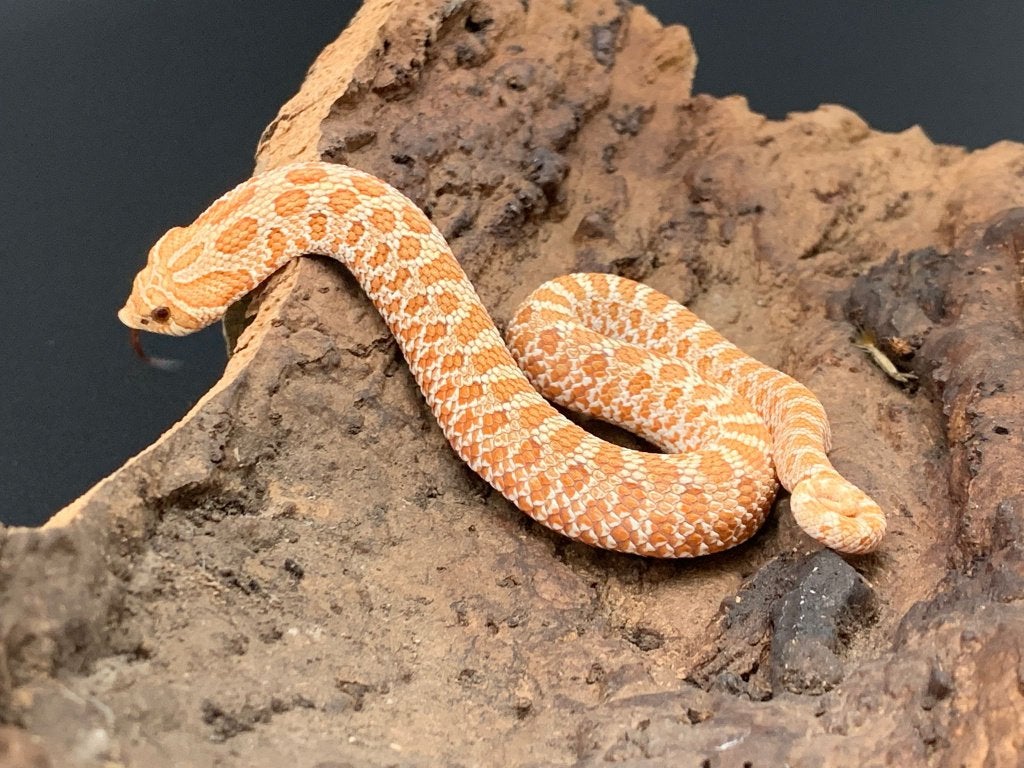 1.0 Toffeebelly 66% DH albino/axanthic heterodon nasicus Hognose Snake photo 3