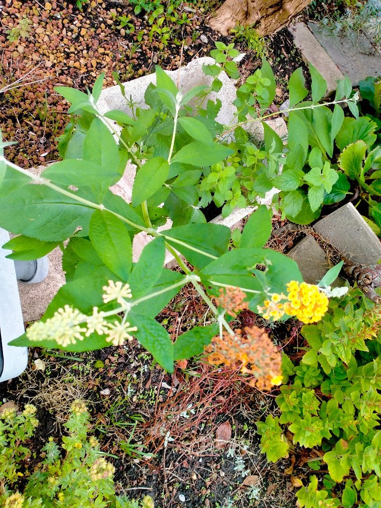 Stek vlinderstruik (gele bloemen), Tuin en Terras, Ophalen, Vaste plant, Overige soorten, Volle zon
