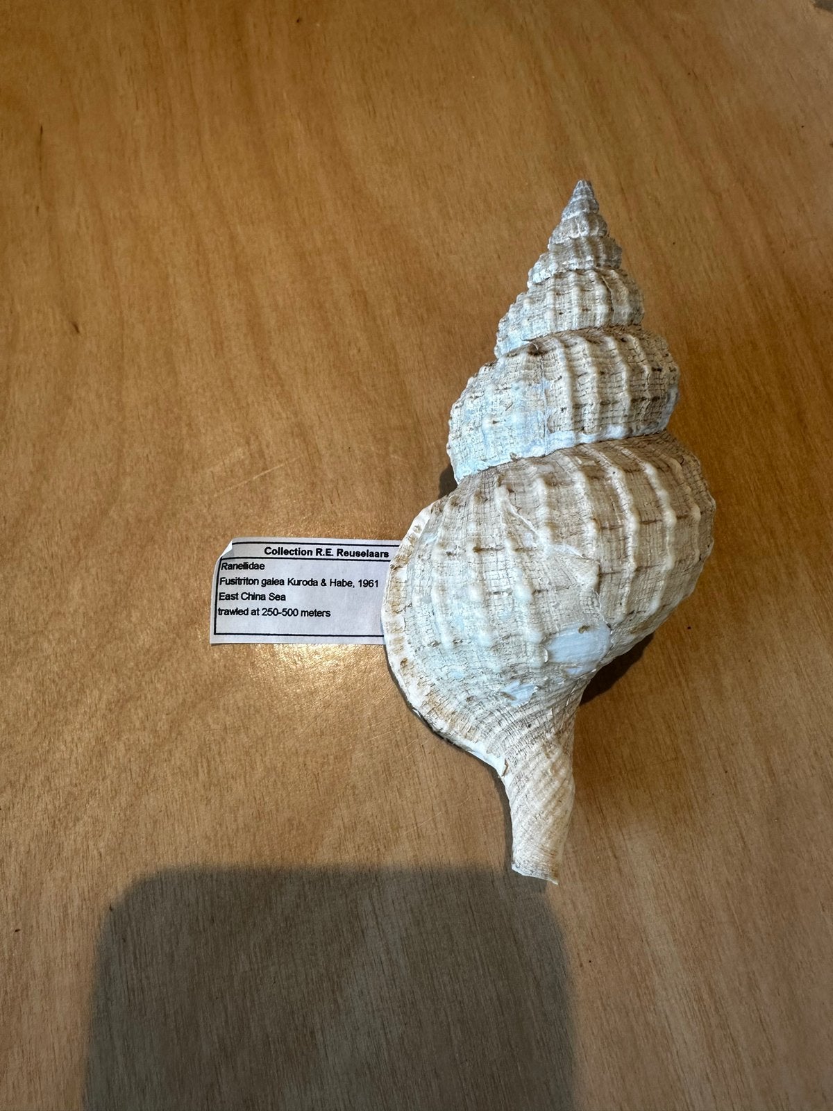 Grote schelp Ranellidae (Charonia tritonis) - 12 cm, Ophalen of Verzenden, Gebruikt