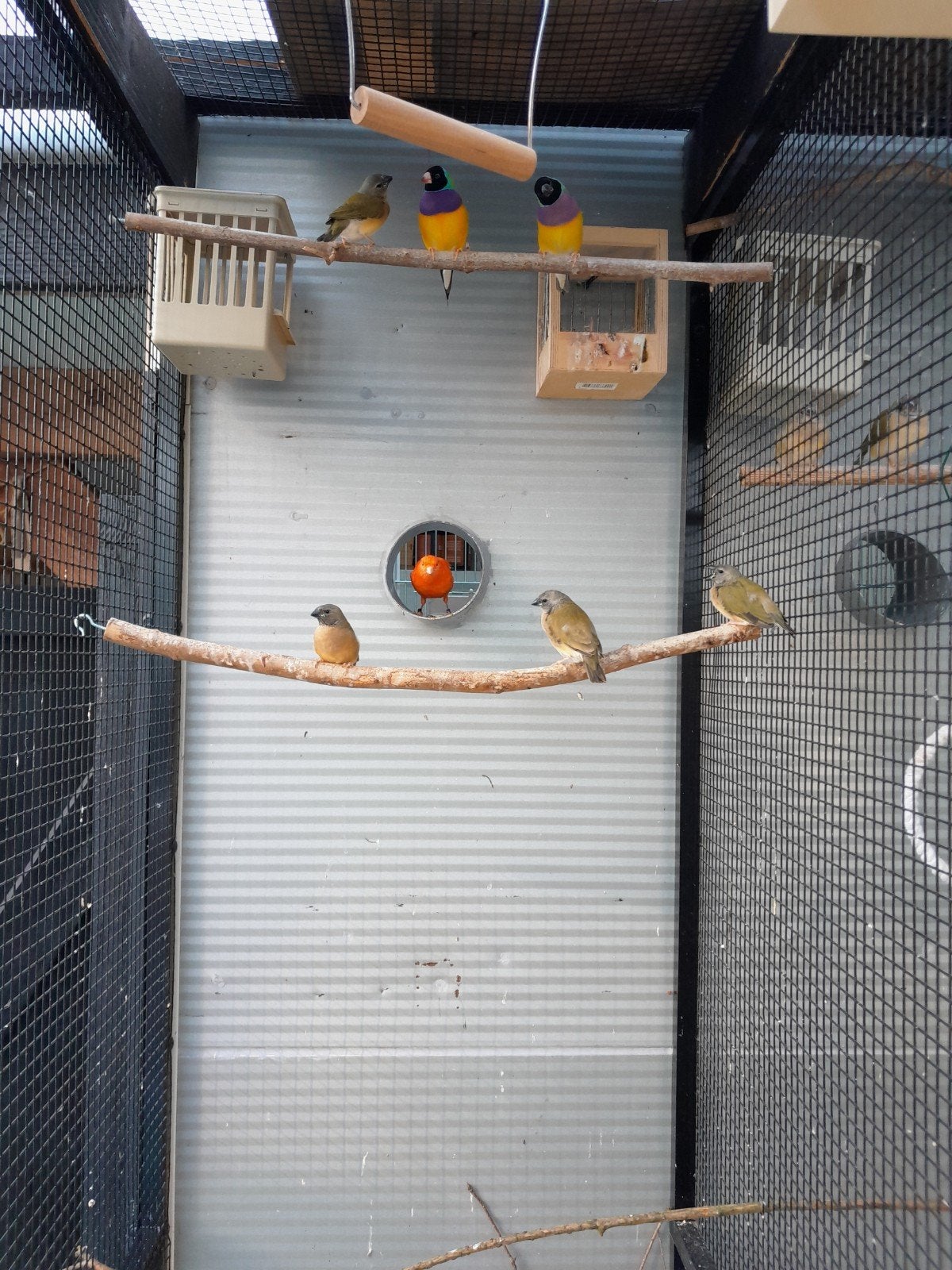te koop 4  jonge coldamedines !, Dieren en Toebehoren, Vogels | Overige Vogels, Meerdere dieren