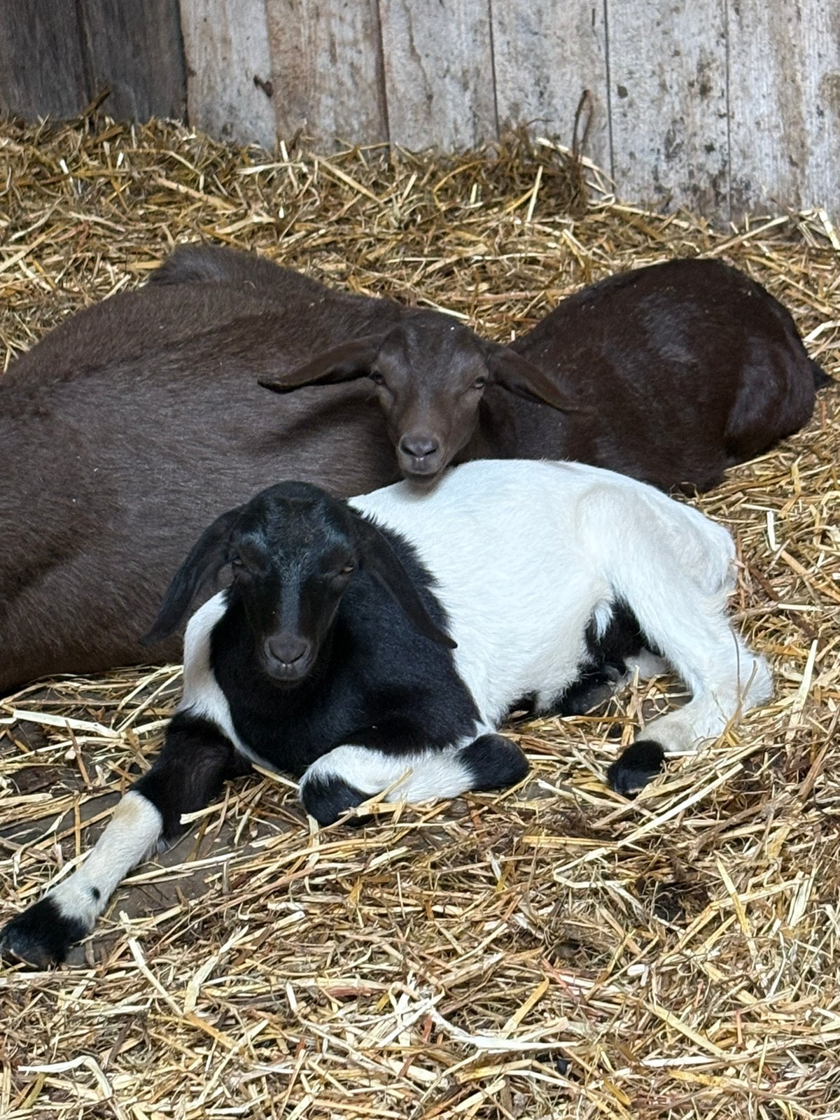 Leuke bok te koop, Mannelijk, Geit