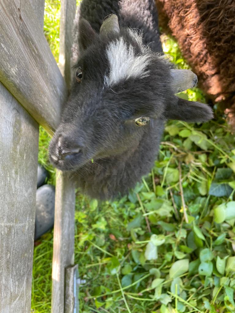 Ouessant ram zwart 2026, Mannelijk, Schaap, 0 tot 2 jaar