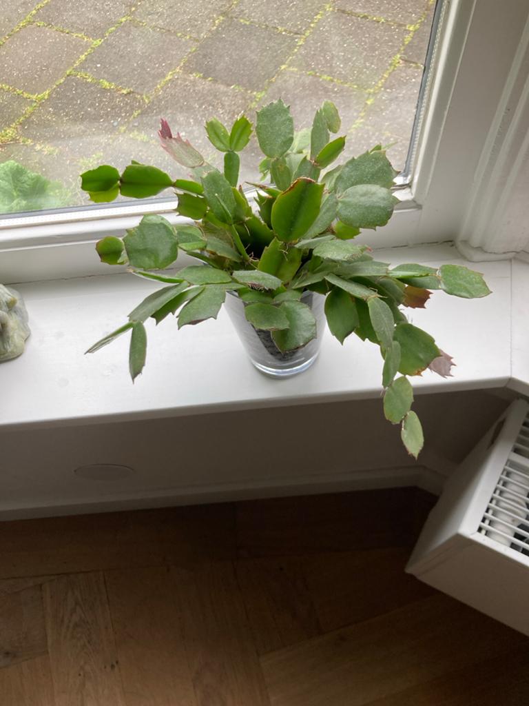 Lidcactus kamerplant - Bloeiende cactus in pot, Huis en Inrichting, Kamerplanten, Ophalen, Halfschaduw, Minder dan 100 cm, Bloeiende kamerplant