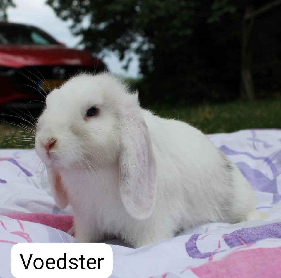 Lieve hangoor konijntjes, Dieren en Toebehoren, Konijnen, Meerdere dieren, Dwerg, Hangoor, 0 tot 2 jaar